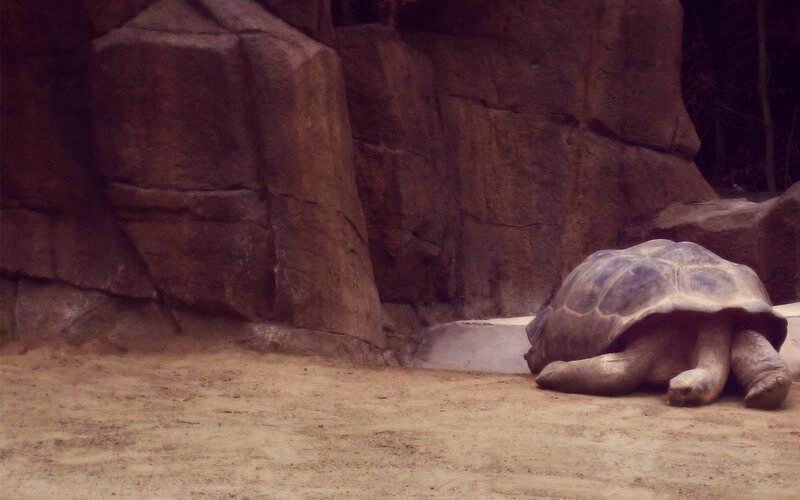 tortoise in enclosure