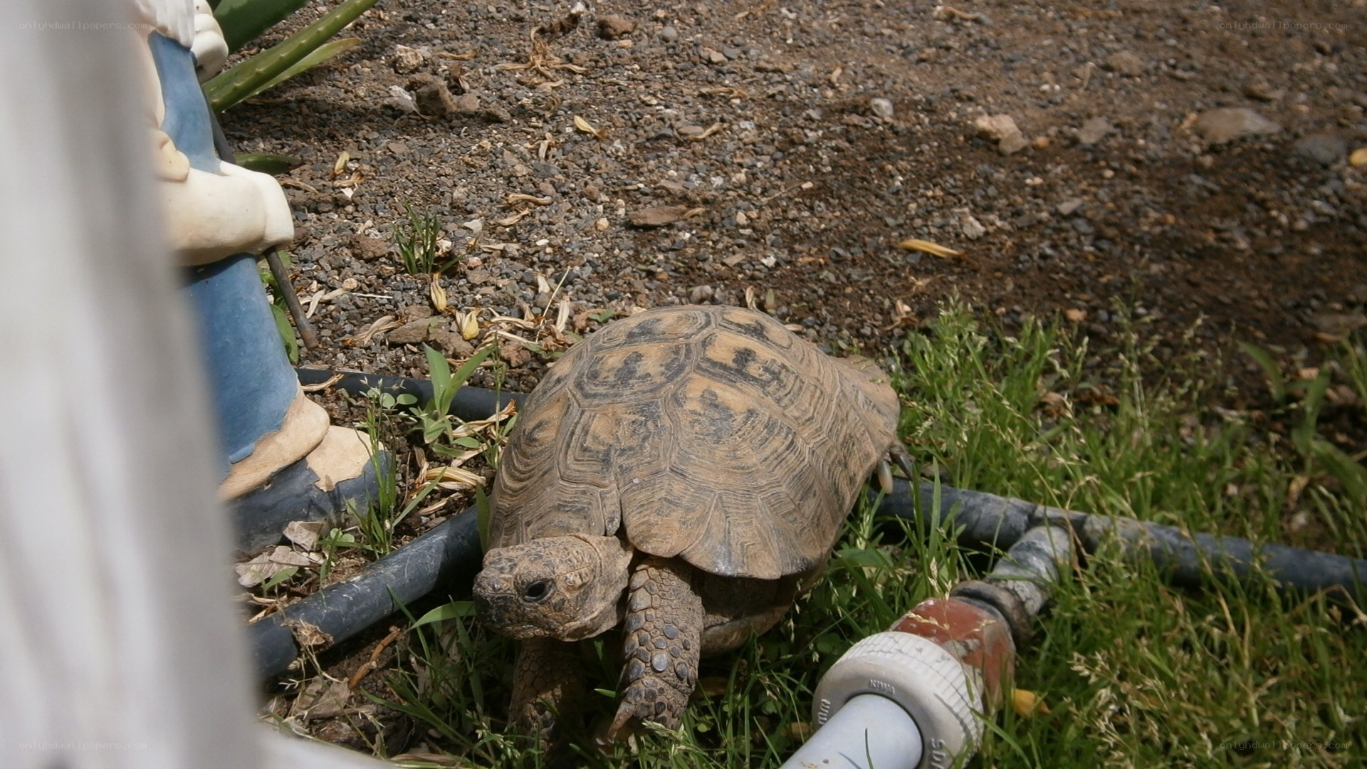 tortoise in garden