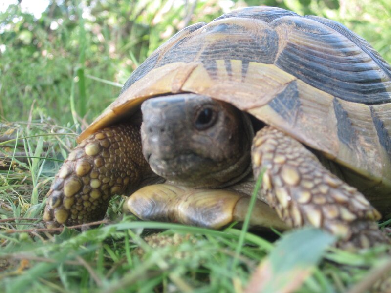 tortoise in grass