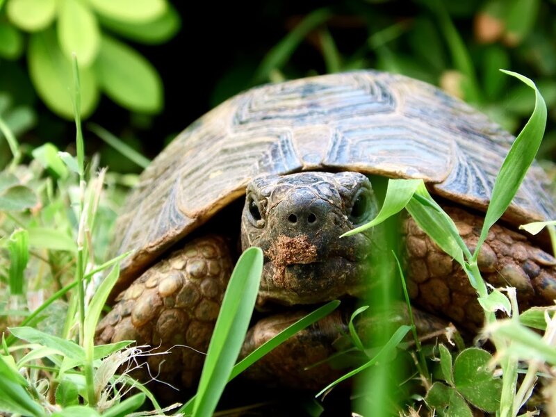 Tortoise in Grass — Green, Calm, Afternoon, Photograph, Leaves