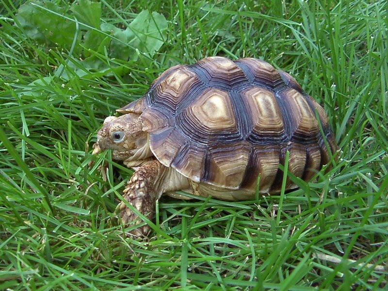 Tortoise in Grass — Green, Calm, Afternoon, Photograph