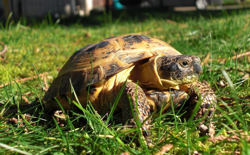 Tortoise in Grass — Green, Calm, Afternoon