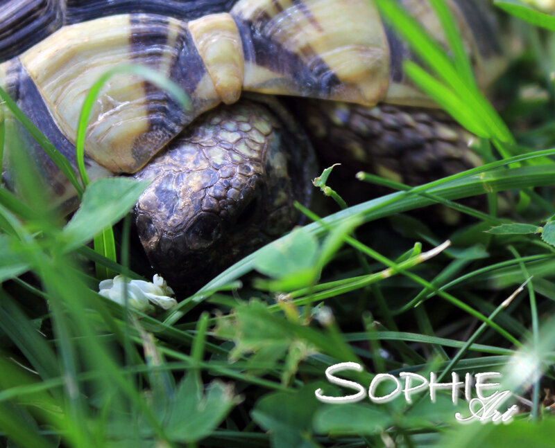 Tortoise in Grass — Green, Calm