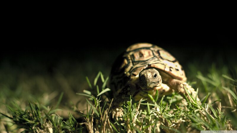 Tortoise in Grass — Green, Dramatic, Photograph