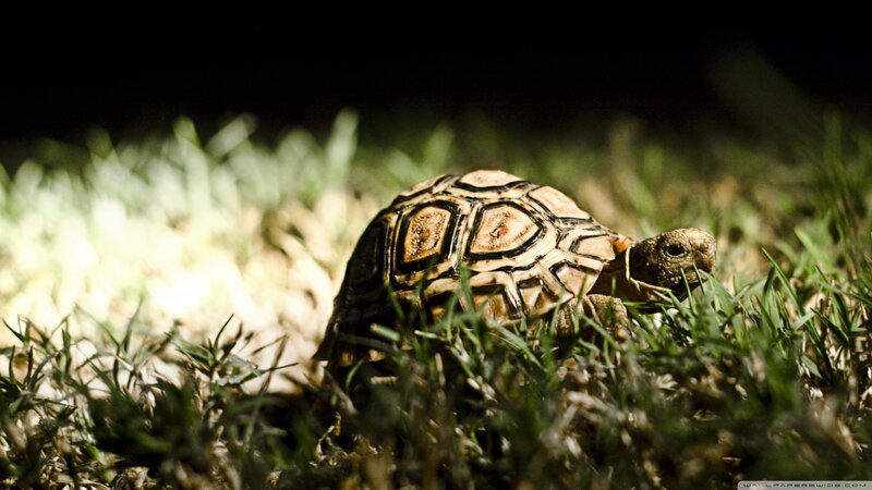 Tortoise in Grass — Green, Dramatic