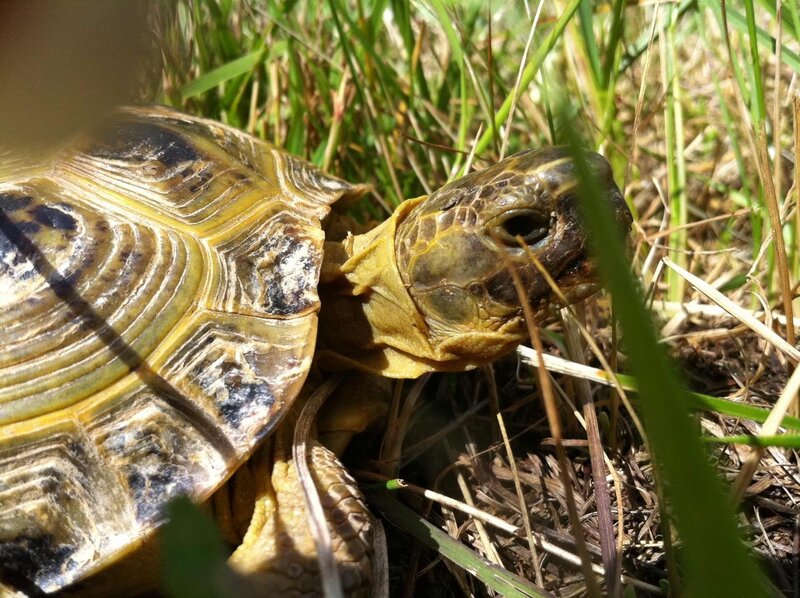tortoise in grass