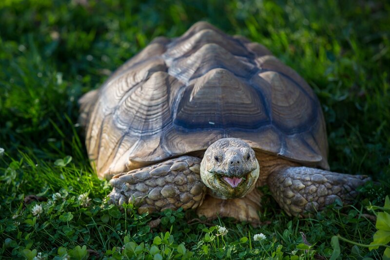 tortoise in grass with open mouth