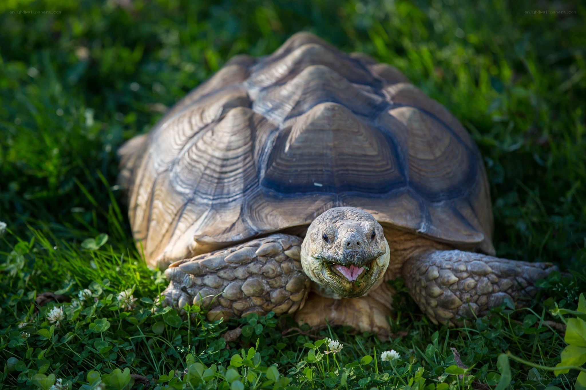 tortoise in grass with open mouth