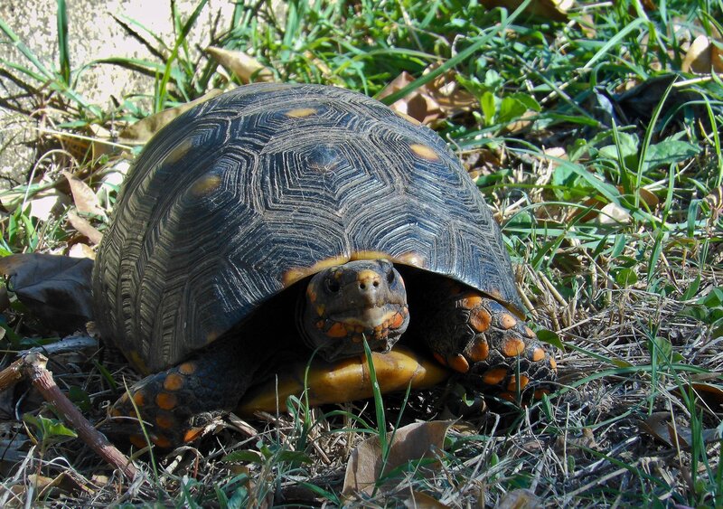 tortoise in grassy area