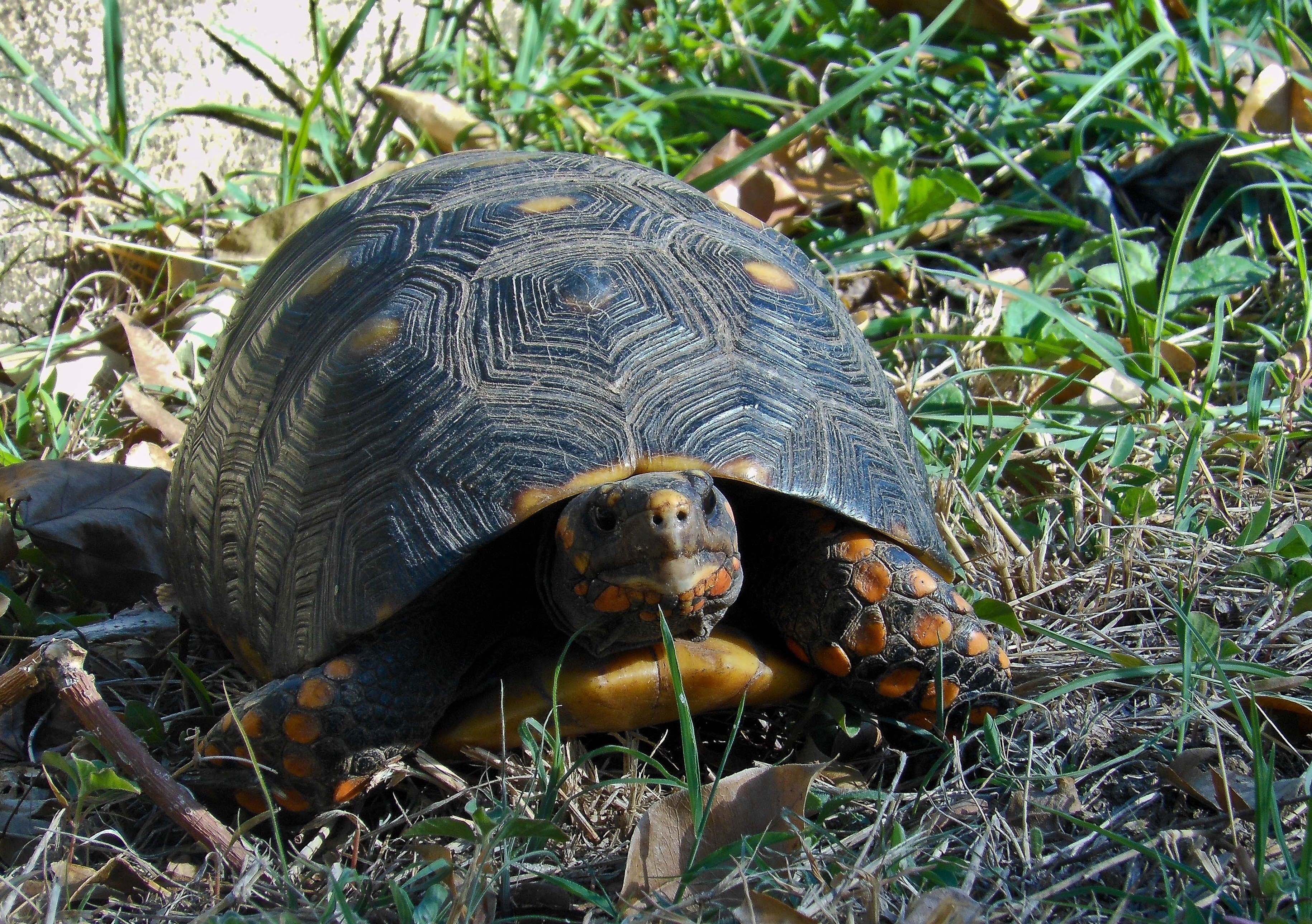 tortoise in grassy area