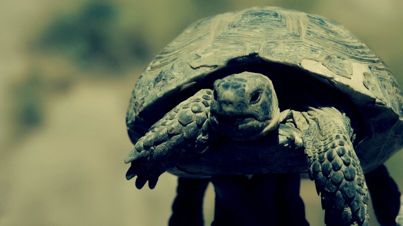 Tortoise in Shell