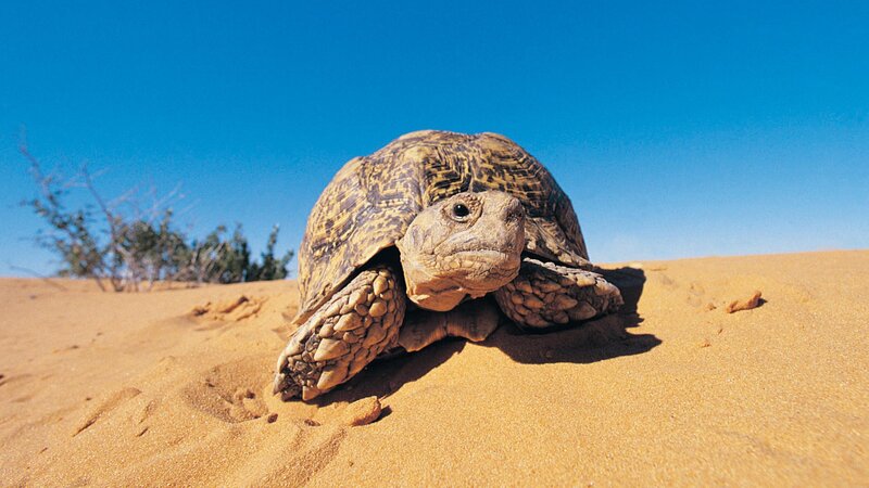 tortoise in the desert