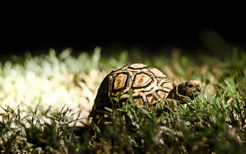 tortoise in the grass