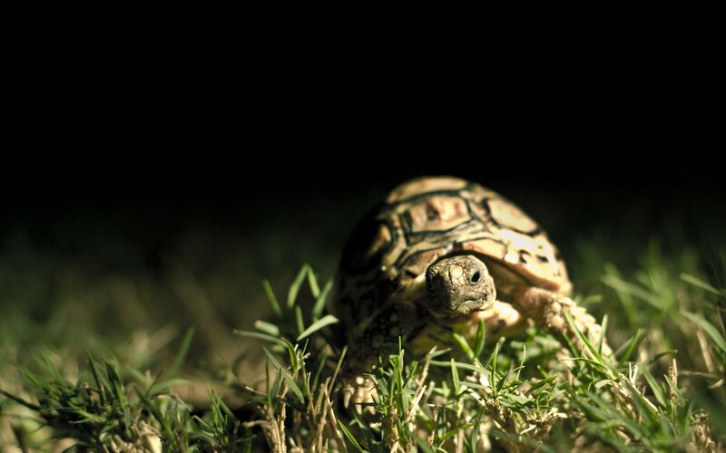 tortoise in the grass
