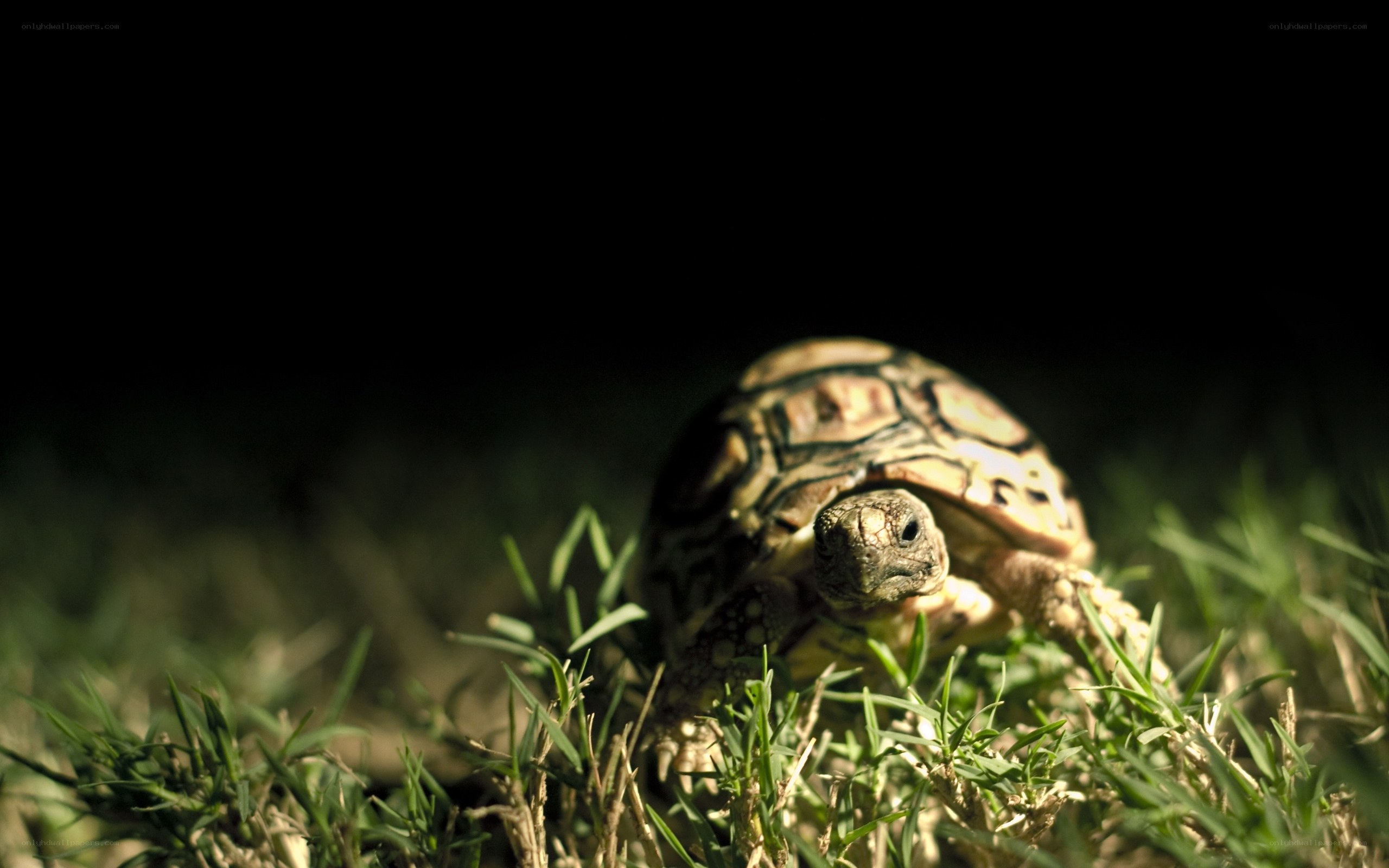 tortoise in the grass