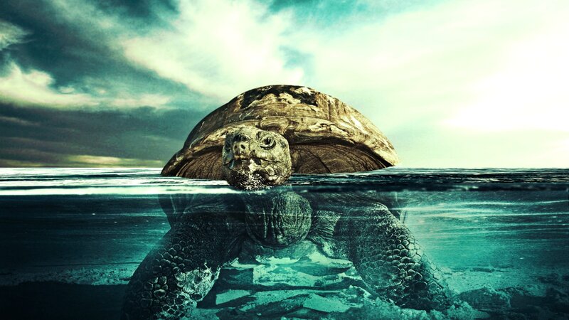 Tortoise in Water