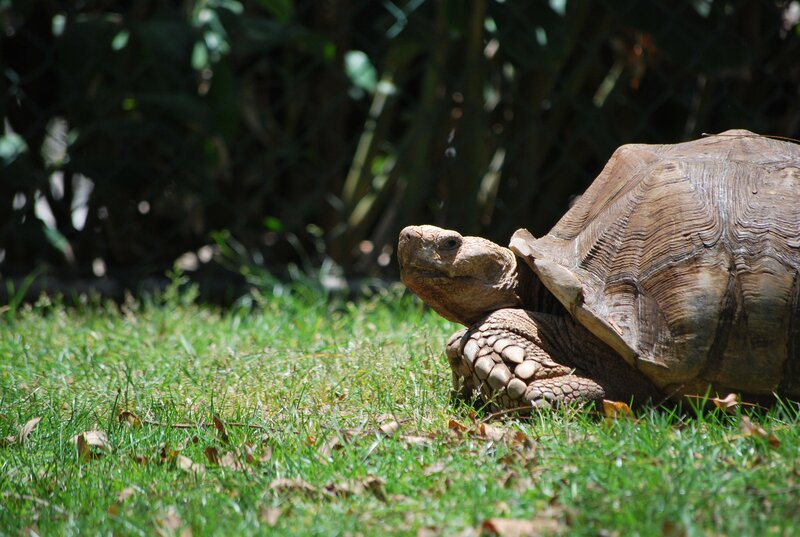 tortoise on a grassy lawn