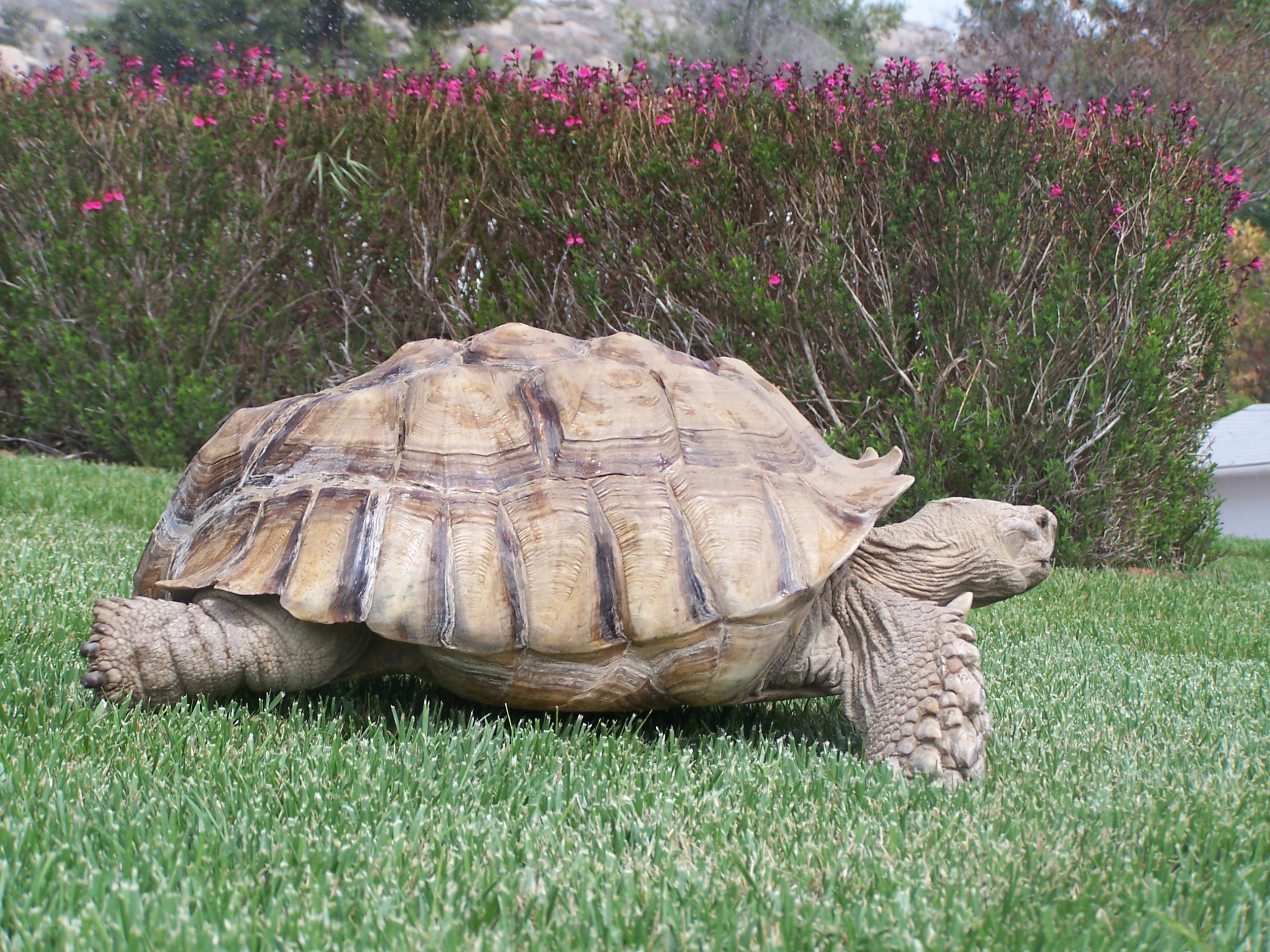 tortoise on a lawn