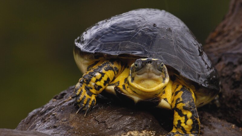 tortoise on a log