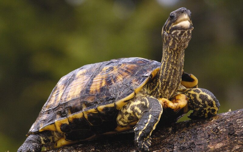 tortoise on a log