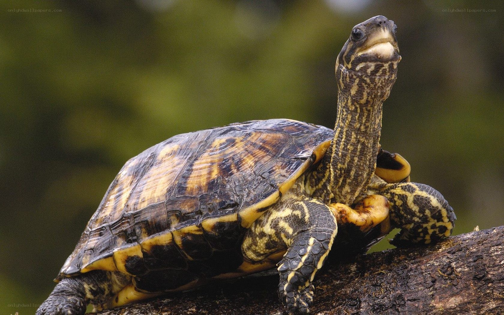 tortoise on a log