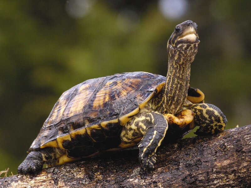 Tortoise on a Log — Brown