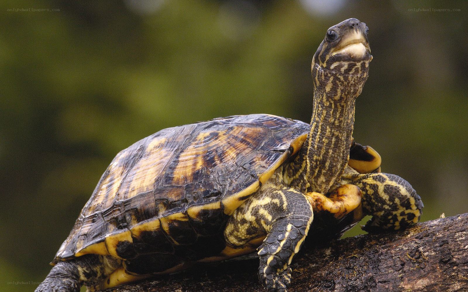 tortoise on a log