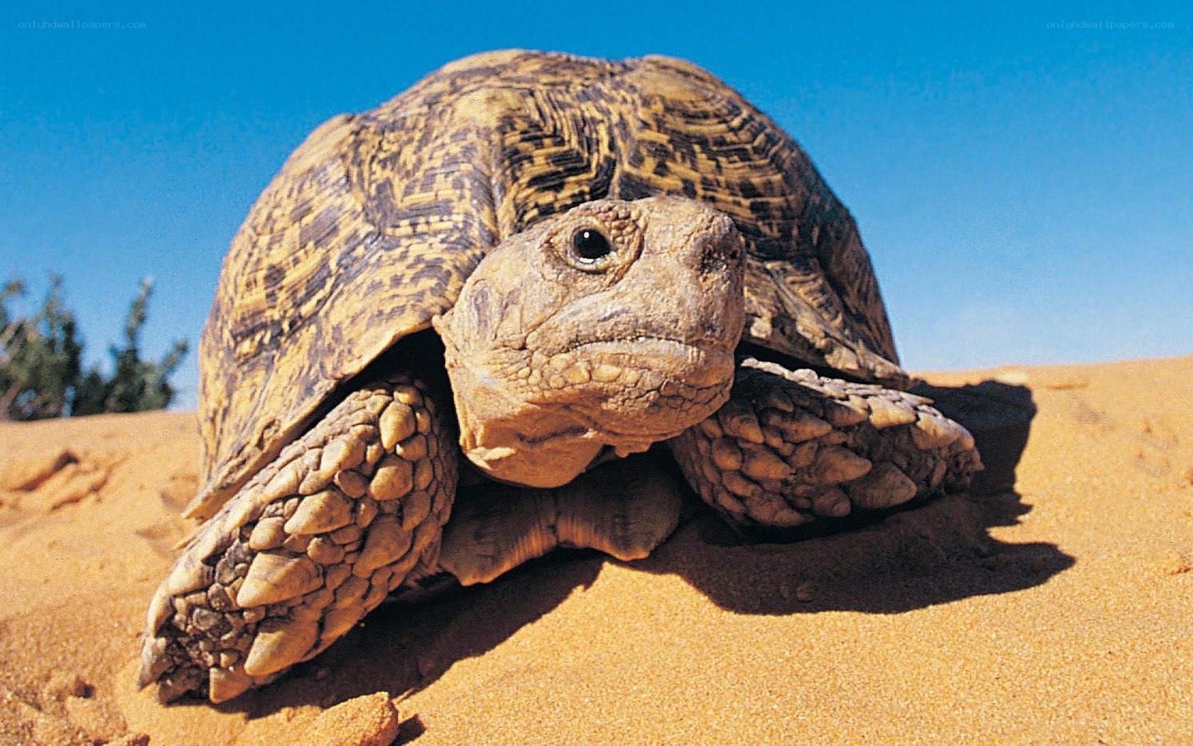 tortoise on a sand dune