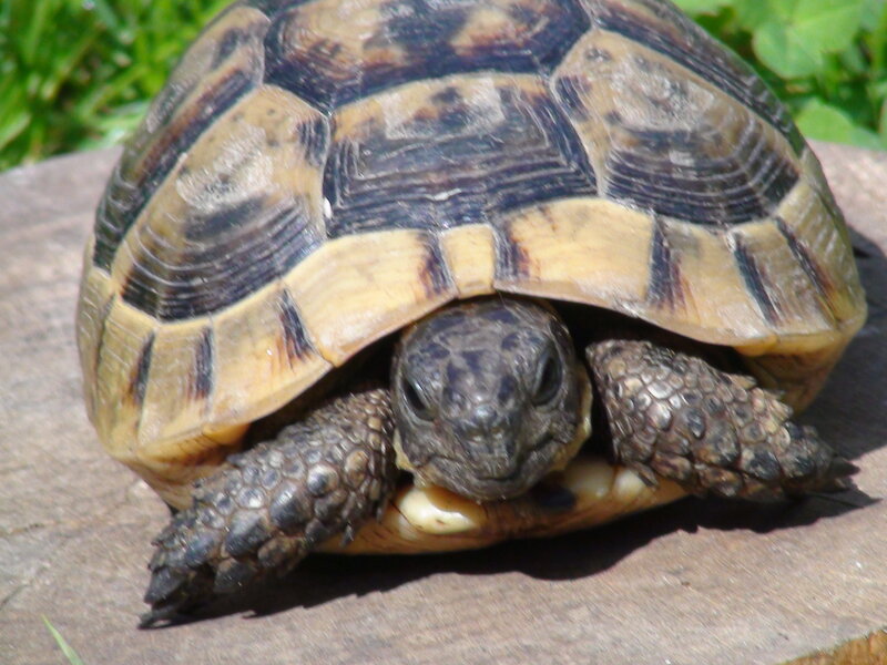 tortoise on a wooden surface