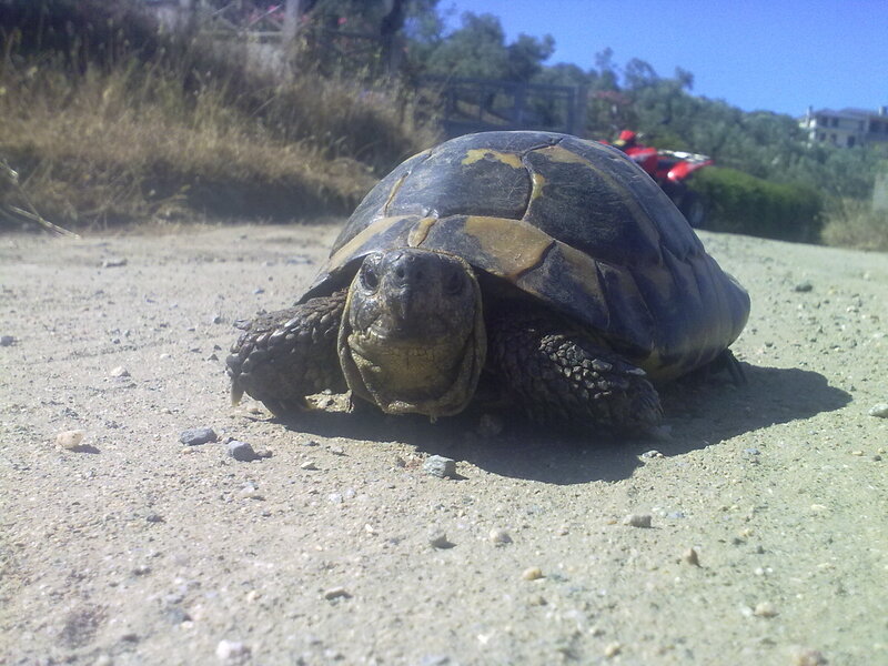 Tortoise on Dirt Path