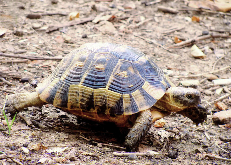 tortoise on forest floor