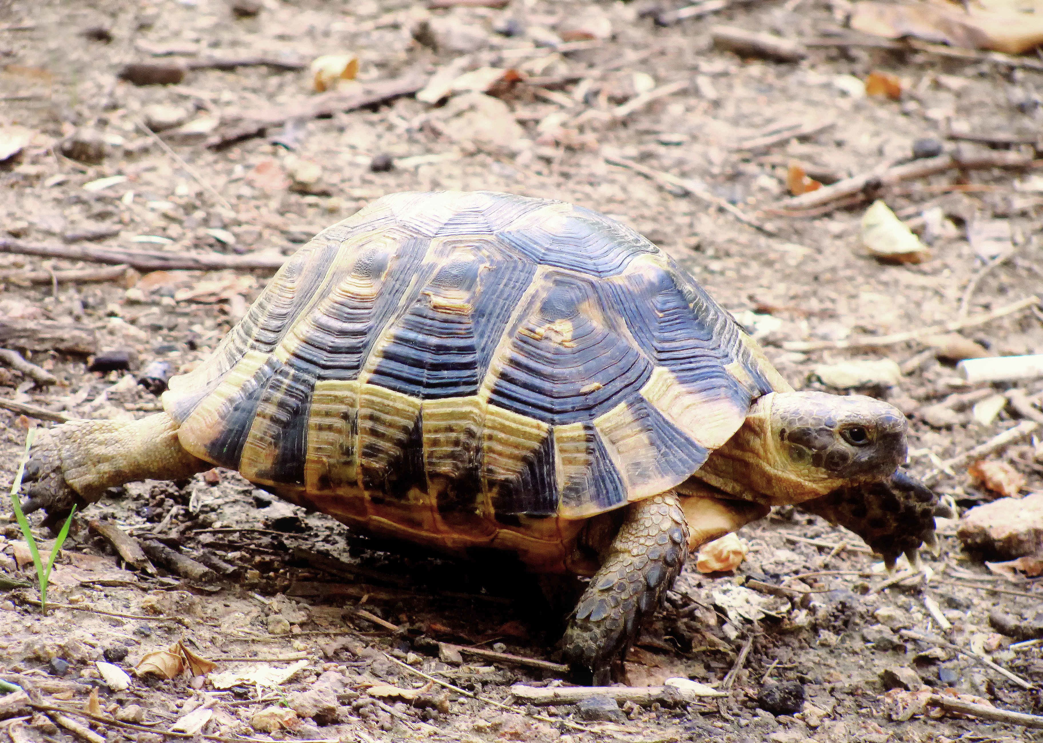 tortoise on forest floor