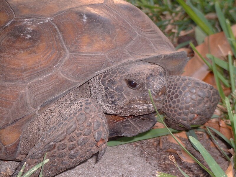 Tortoise on Grass — Brown