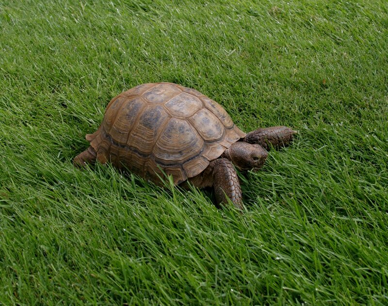 Tortoise on Grass — Green