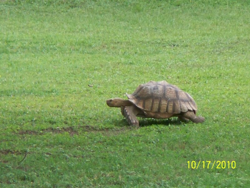 Tortoise on Grass