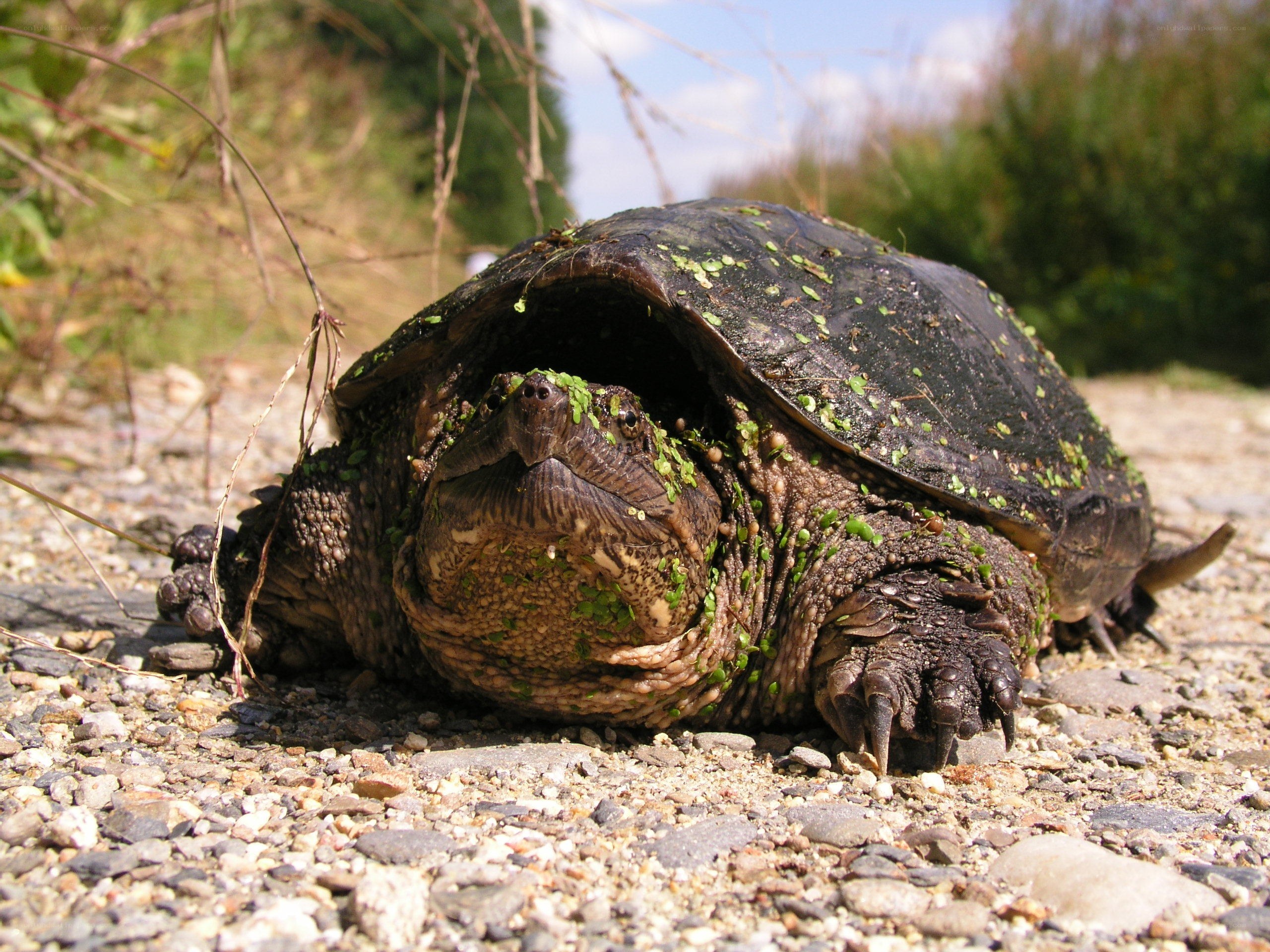 tortoise on gravel path