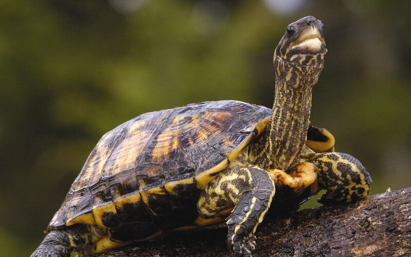 Tortoise on Log