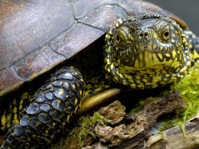 Tortoise on Moss