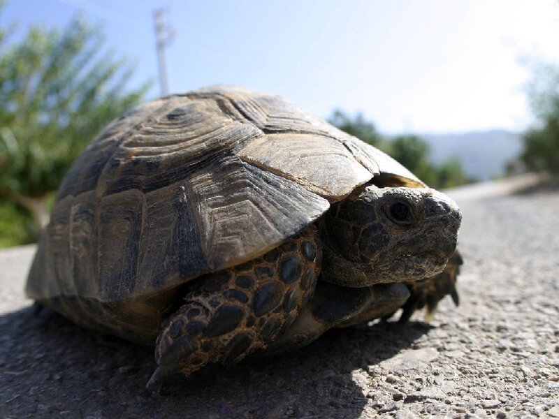 Tortoise on Road