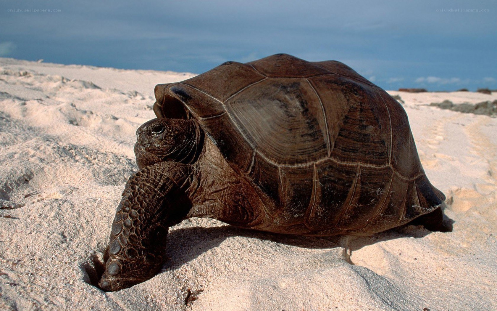 tortoise on sandy beach