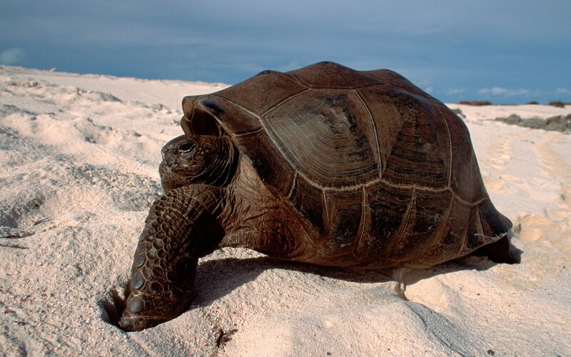 tortoise on sandy beach