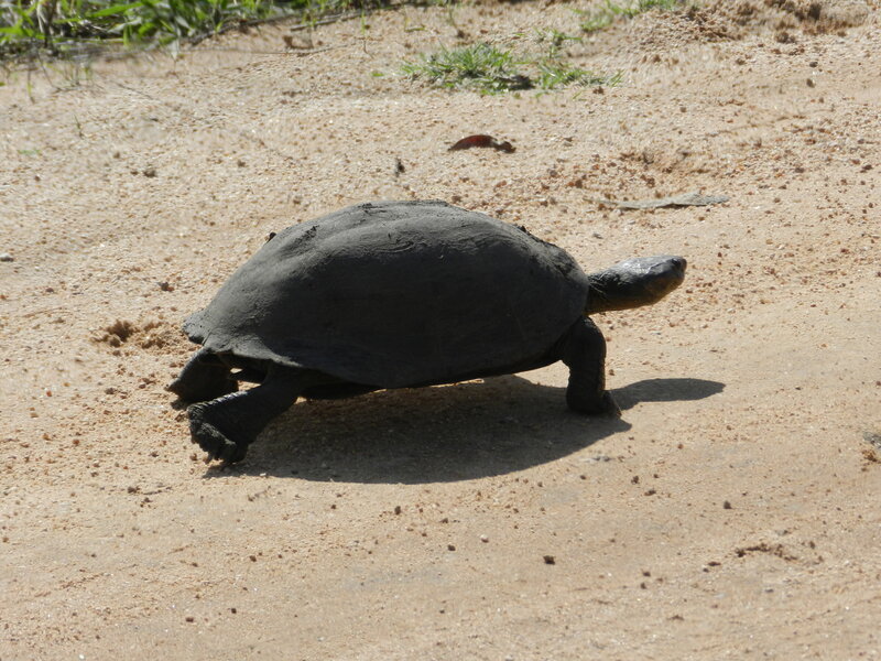 Tortoise on Sandy Ground — Brown