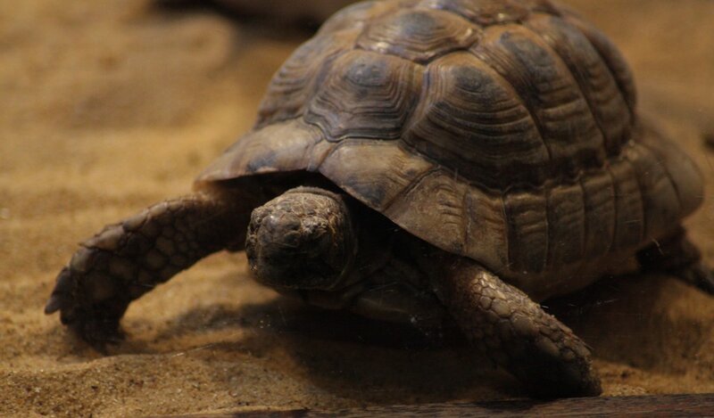 tortoise on sandy ground