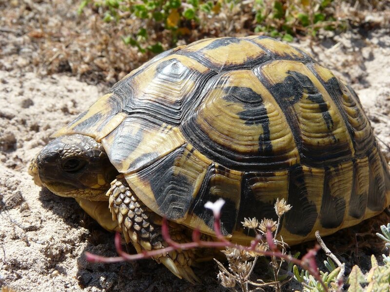 Tortoise on Sandy Ground — Yellow