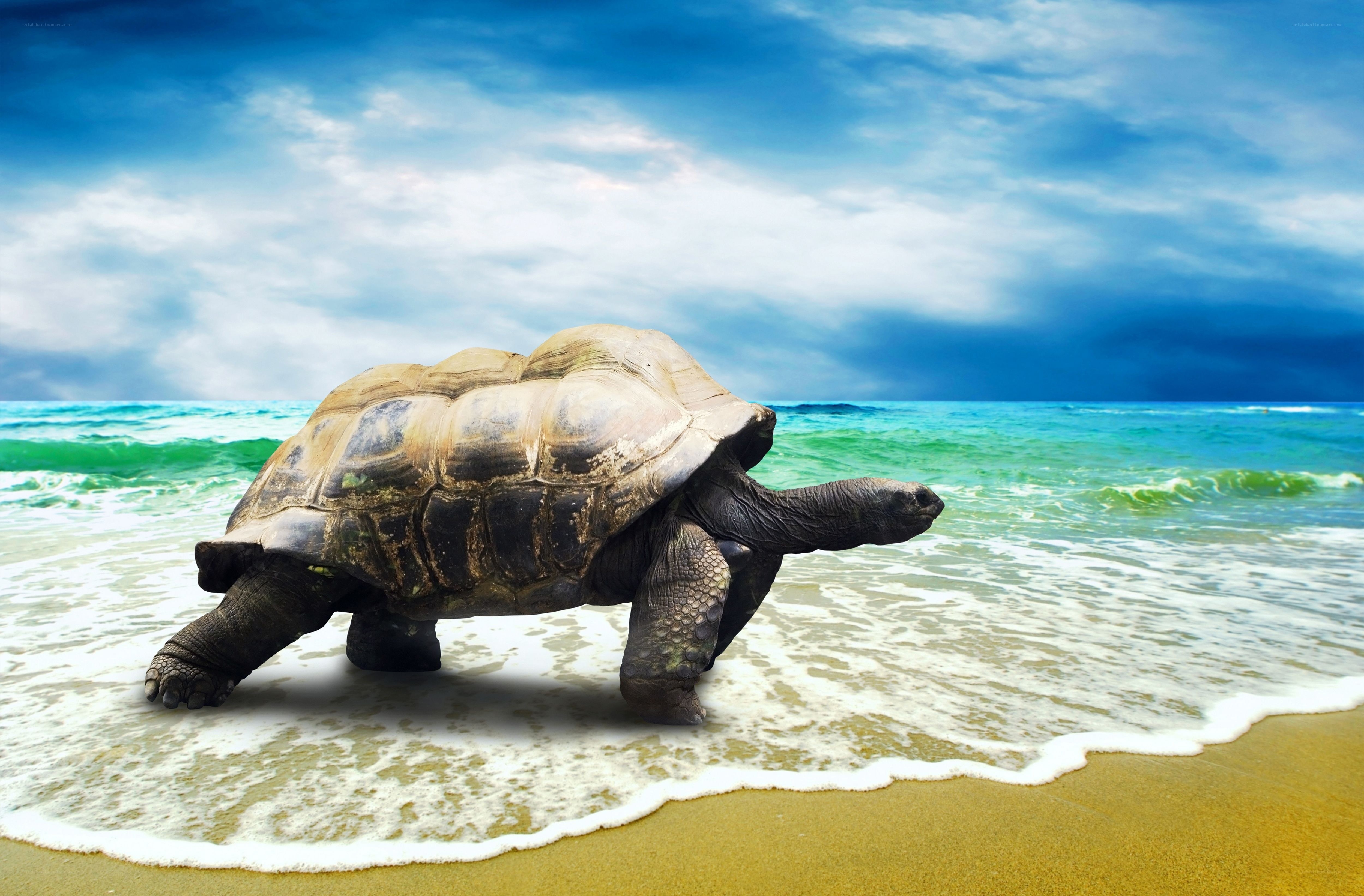 tortoise on the beach