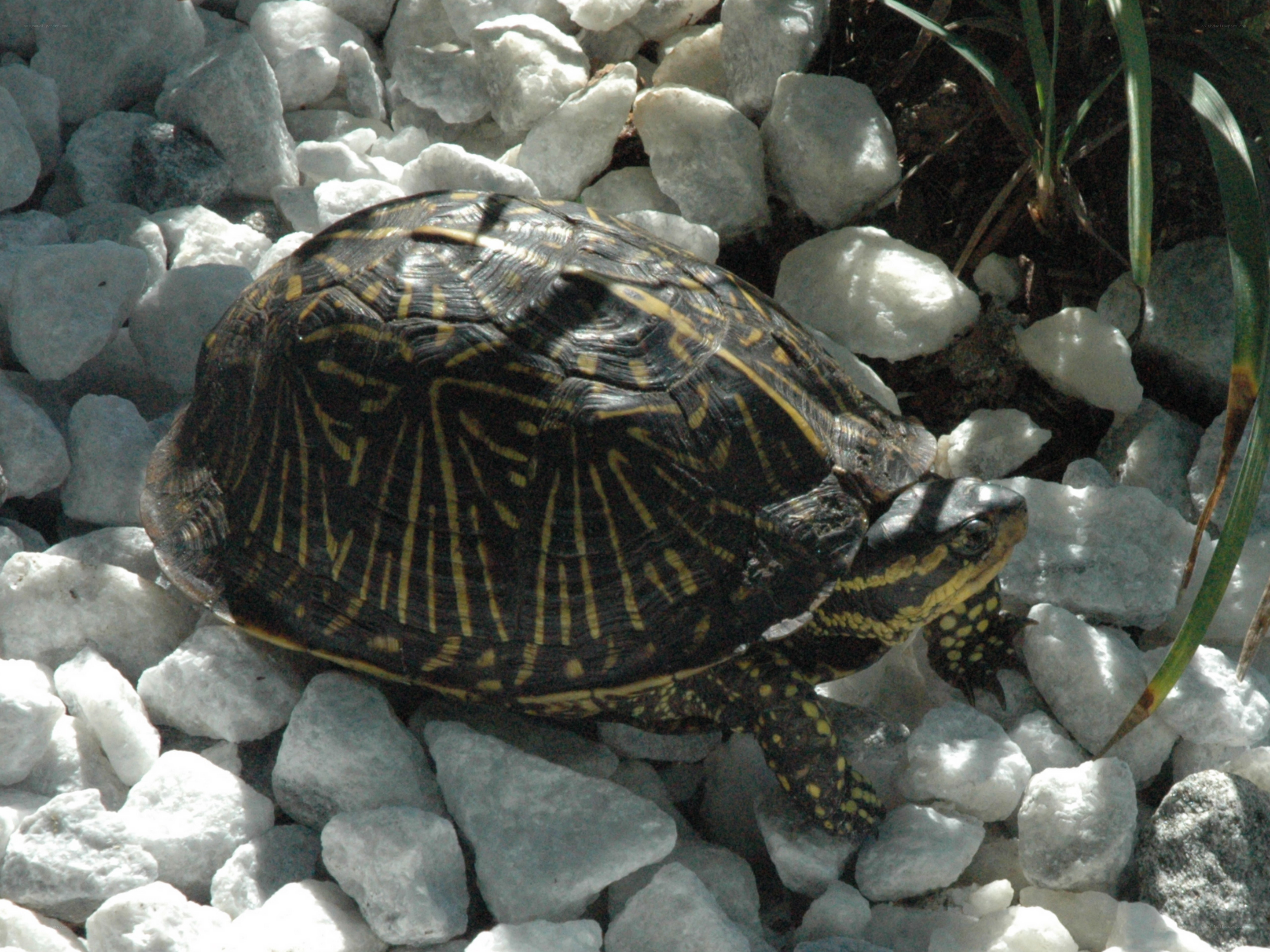 tortoise on white gravel