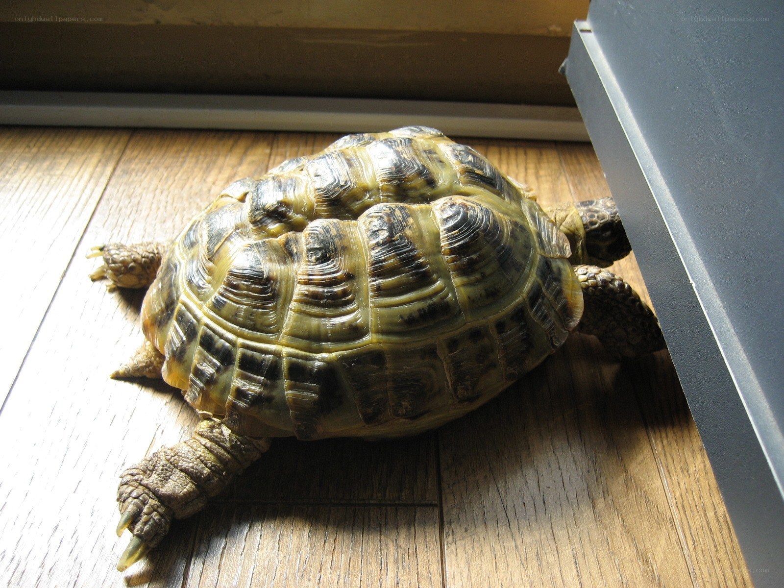 tortoise on wooden floor