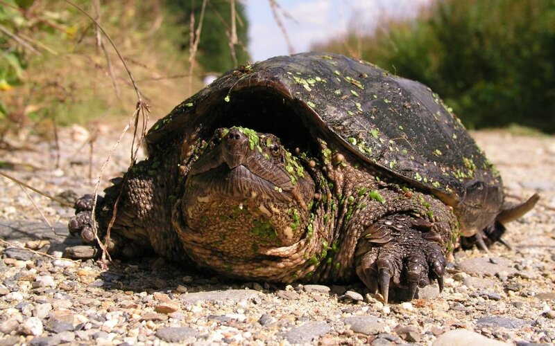 tortoise with algae on shell