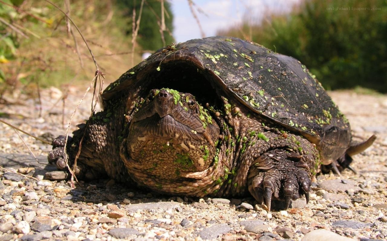 tortoise with algae on shell