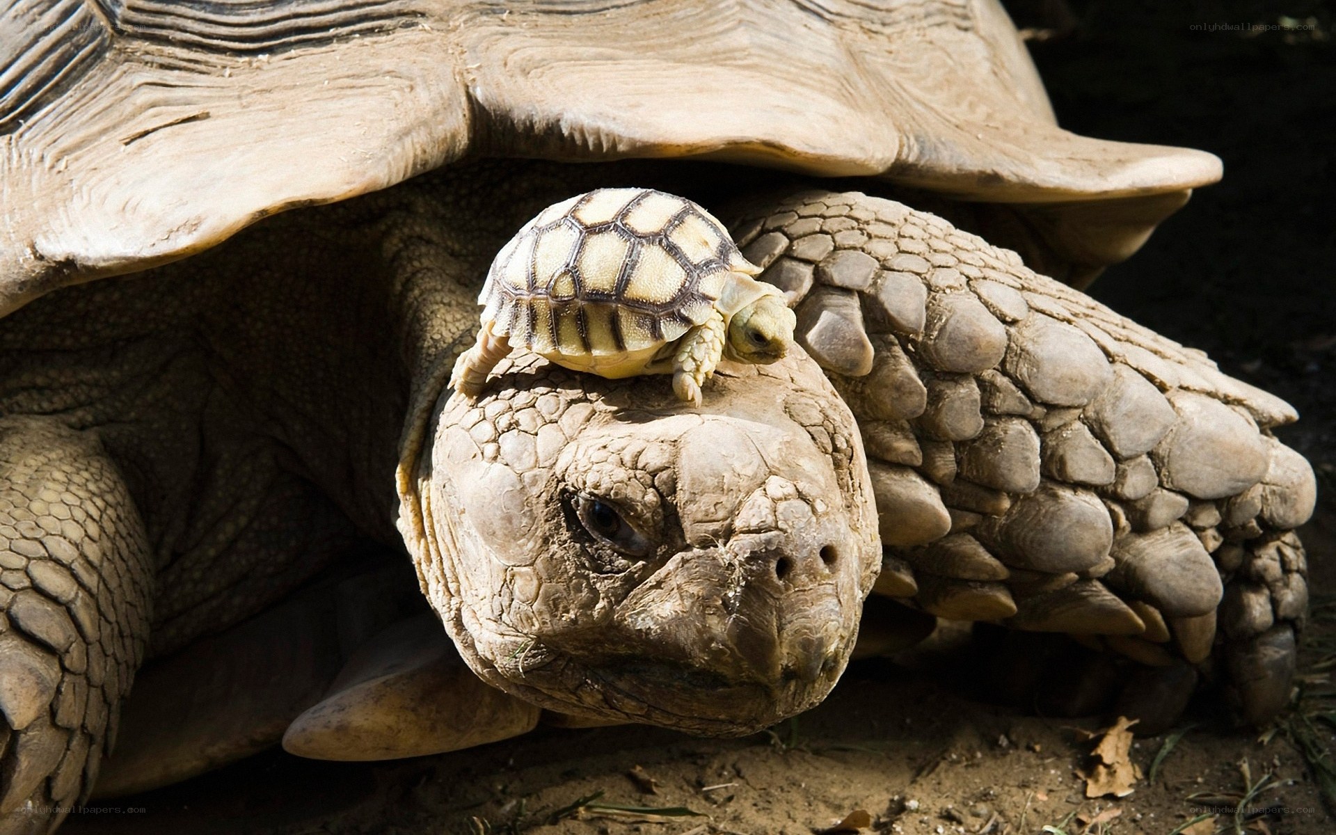 tortoise with baby on back